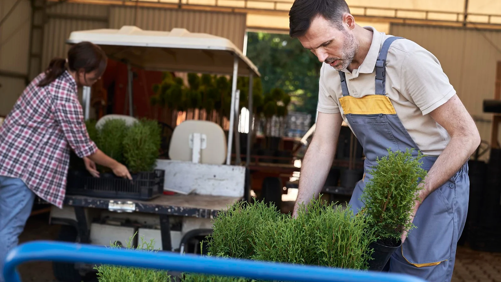 two people working with garden plants